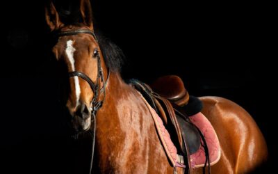 Can You Sue if You Get Injured in a Horseback Riding Accident?