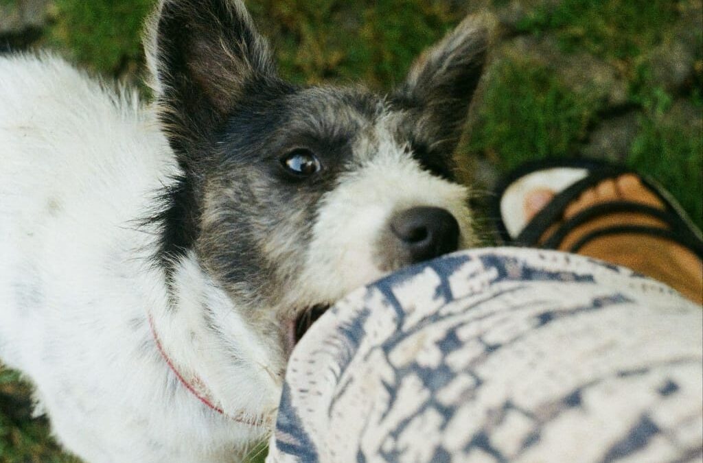 How Preventable are Catastrophic Dog Bites?